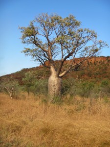 Bungle Nationalpark-006